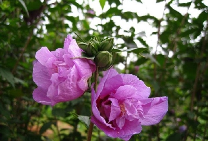 tên các loài hoa màu tím