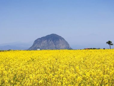 du lịch đảo jeju tự túc